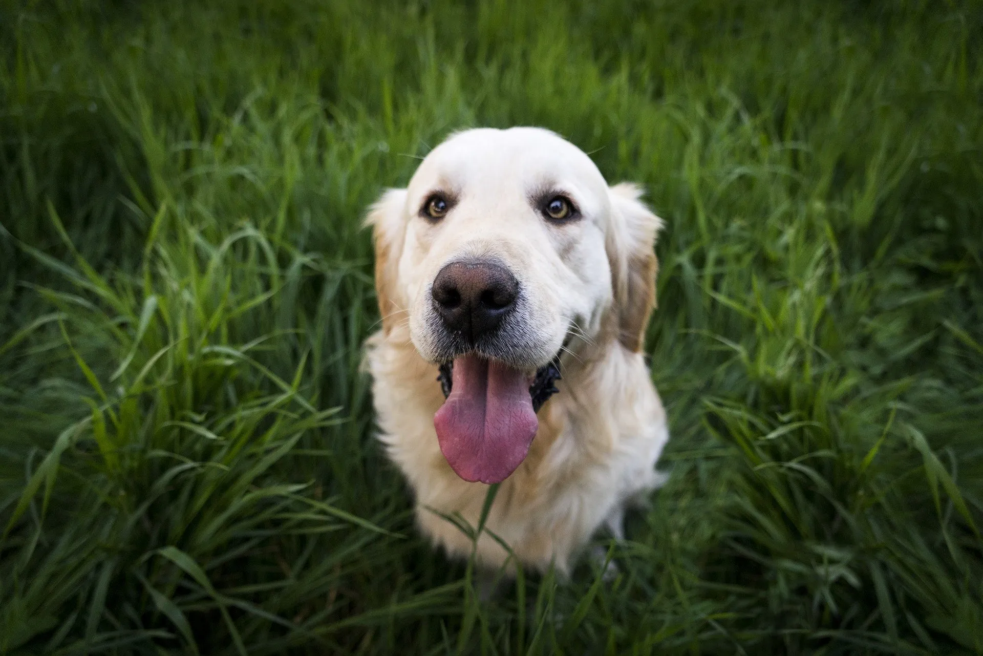 animal-1839808-1920.webp