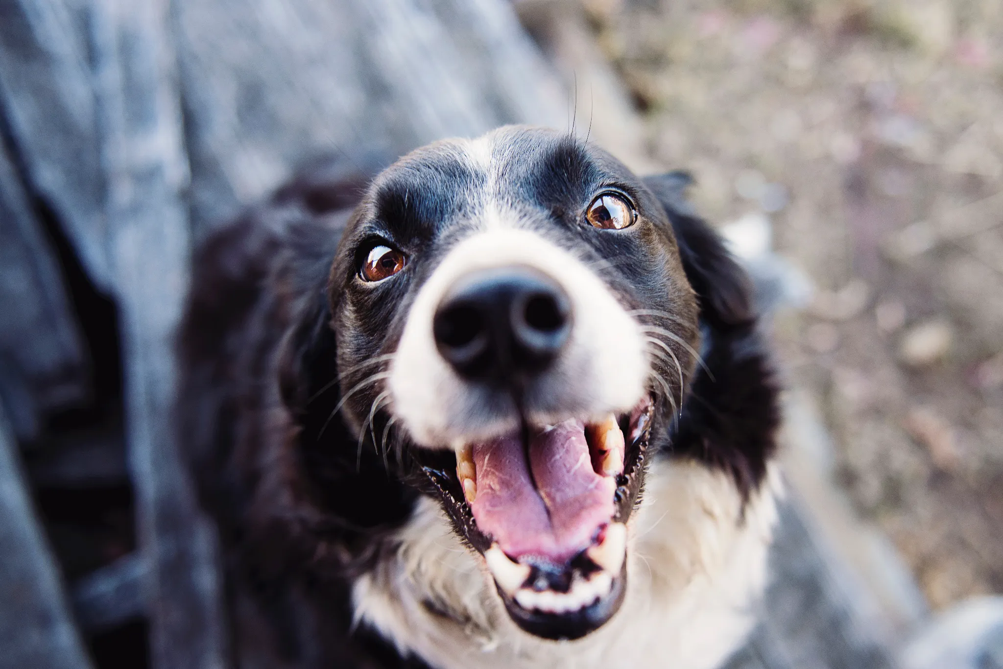 animal-blur-canine-close-up-551628.webp