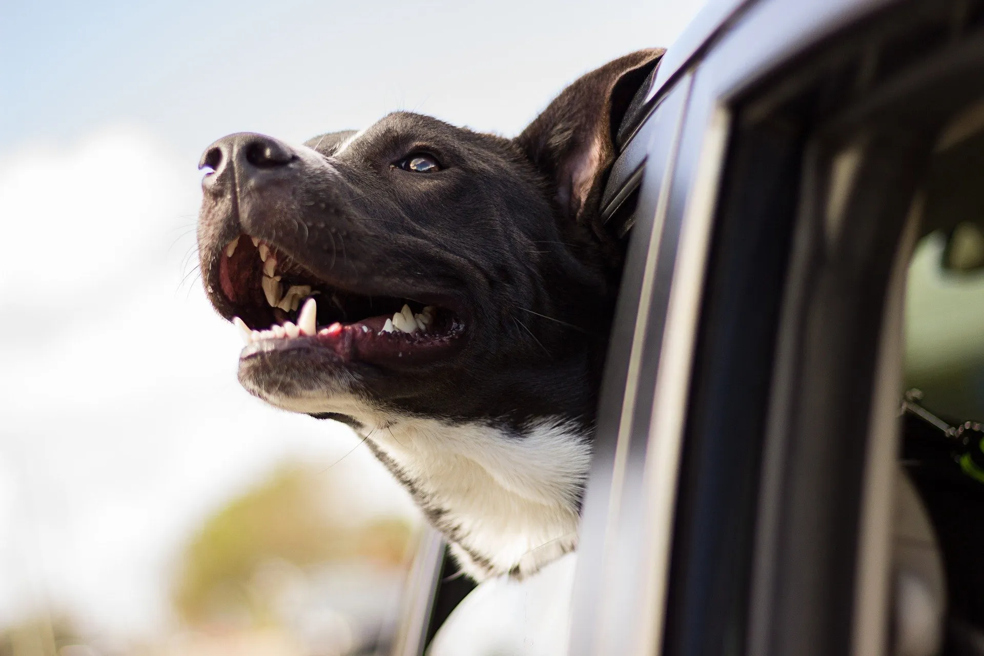 dog-1149964-1920.webp