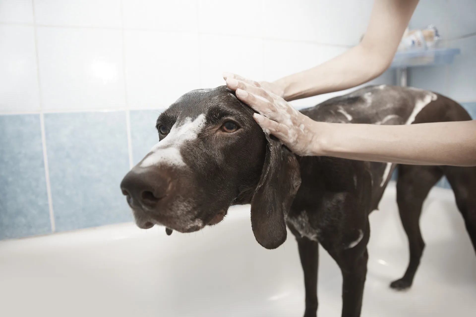 dog-1178365-1920.webp